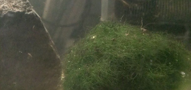 Added a Japanese Moss Ball to my little experiment. Interesting plant. #fishtank #iwagumi #nano