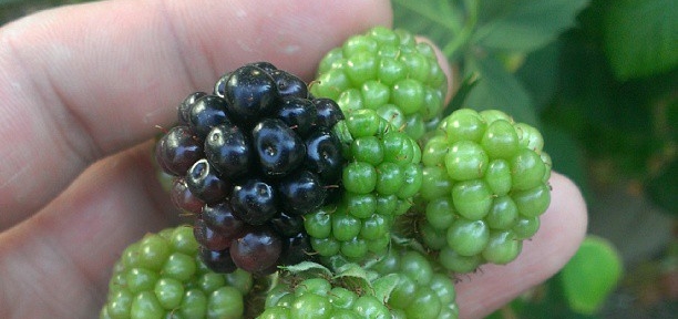 These blackberries are both growing from 1 blossom. Time to buy a #gigercounter . #Fukushima #mutant