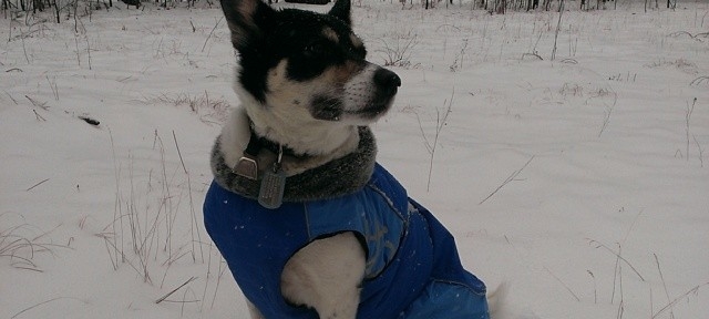 Blue in the snow