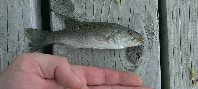 Smallmouth Bass, extra small.