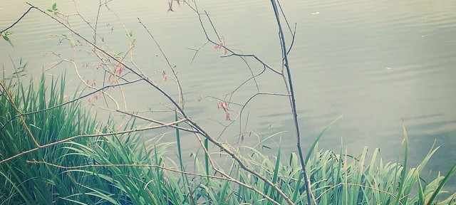Did someone plant these branches? #plants #willows #newgrowth #LongLake #Spokane