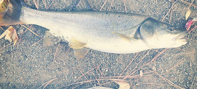 Northern Pikeminnow. Biggun’. #fishing #LongLake #Spokane