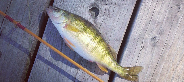 Little fat #perch #fishing #Spokane