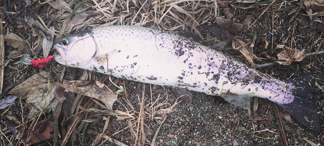 Another nice #trout #Spokane #fishing