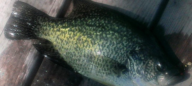 My first #crappie I didn’t even know they were in #longlake #spokane #fishing