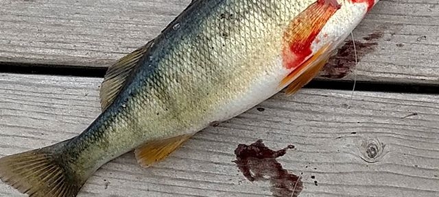 I’d have let him go if he didn’t swallow the hook. #perch #fishing #Spokane