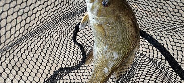 Another nice smallie #bass #fishing #Spokane